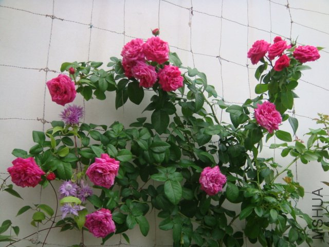 DSC05793.JPG