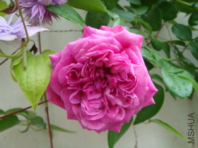 DSC05794.JPG