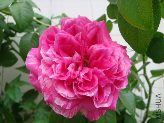 DSC05798.JPG