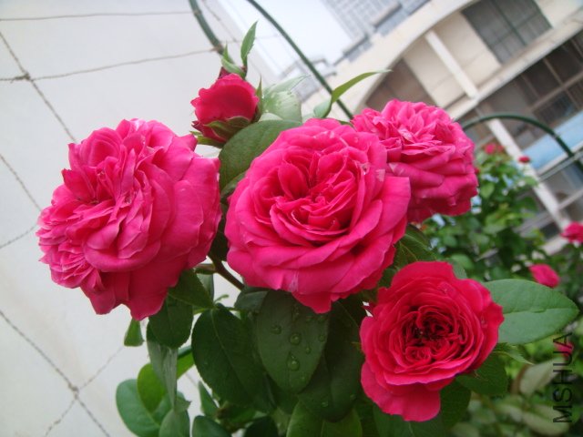 DSC05800.JPG