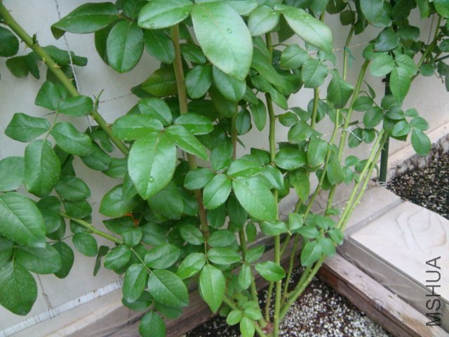 DSC05806.JPG