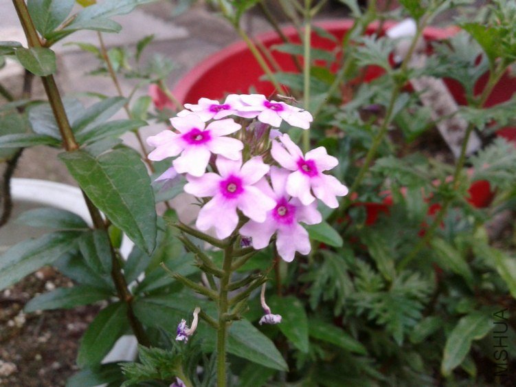 2012-08-28 18.27.32.jpg