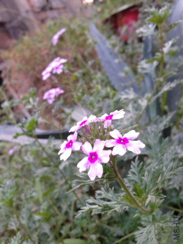 2012-08-28 18.28.06.jpg