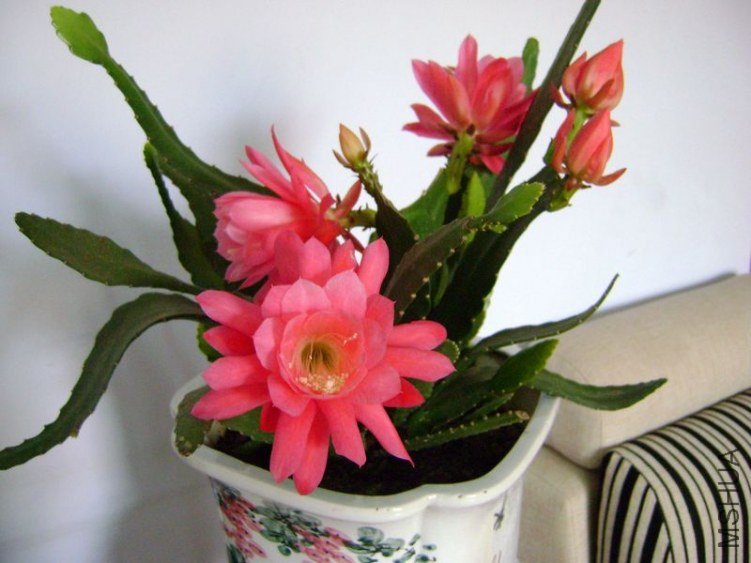 DSC05750.JPG