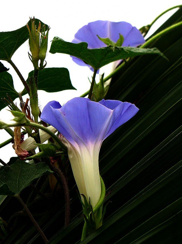 ��ɫǣţ��7.jpg