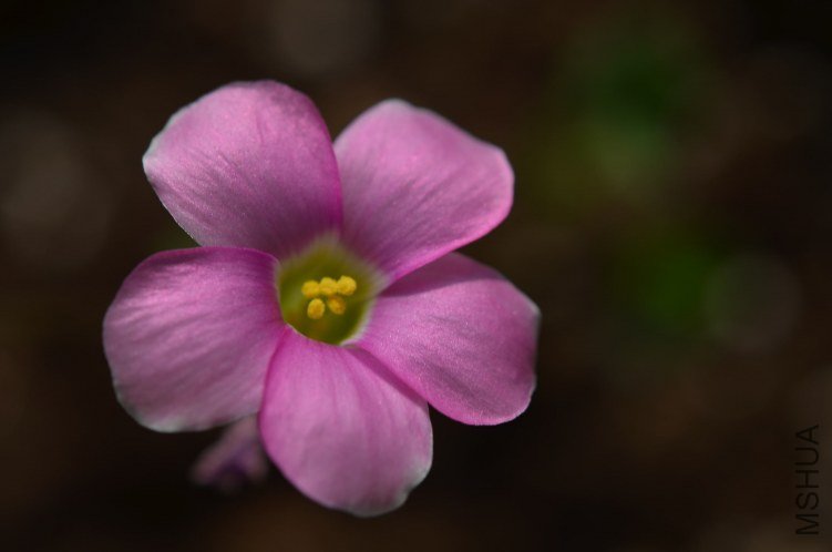 Oxalis depressa pink 20120829 002.JPG
