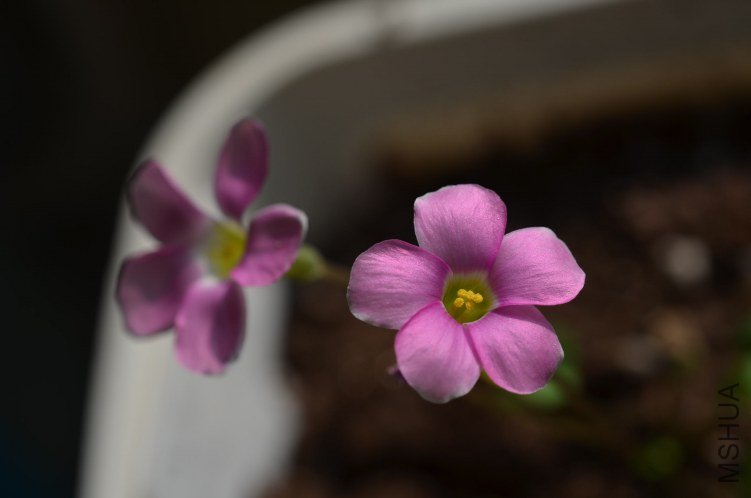 Oxalis depressa pink 20120829 001.JPG