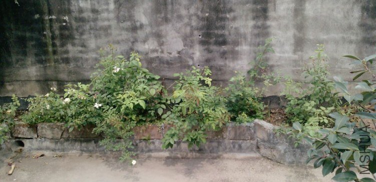 P1340_29-08-12.jpg