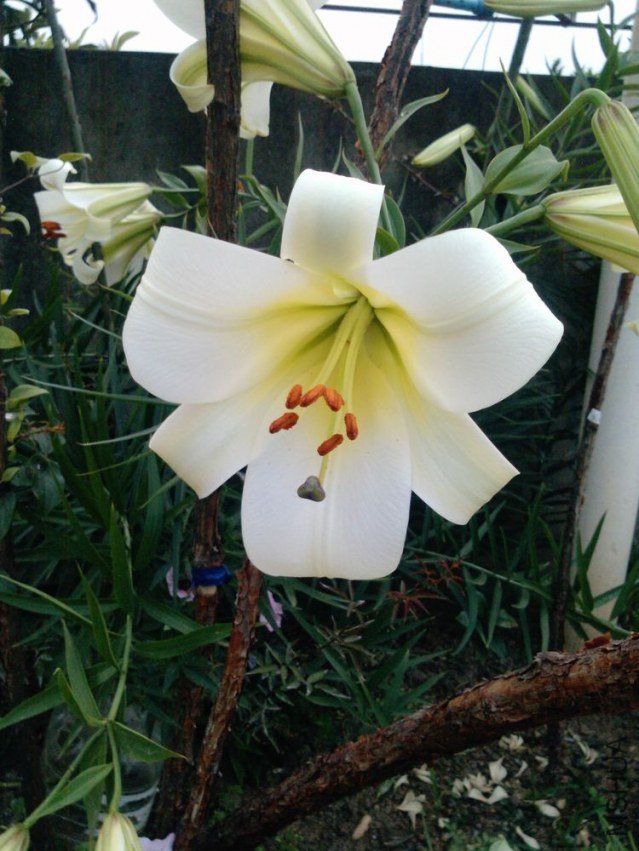 P1930_13-06-12.jpg