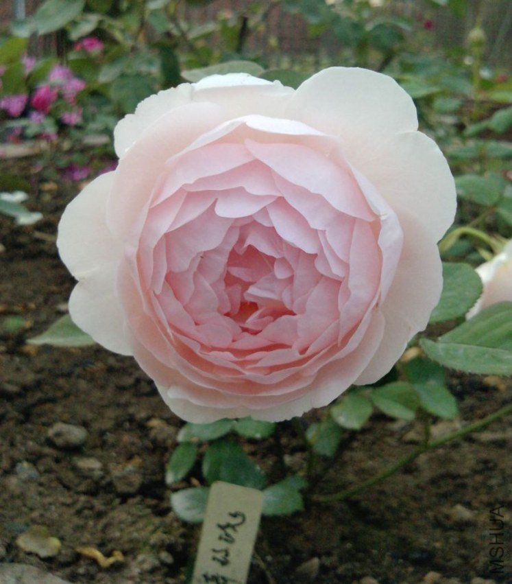 P0636_05-05-12.jpg