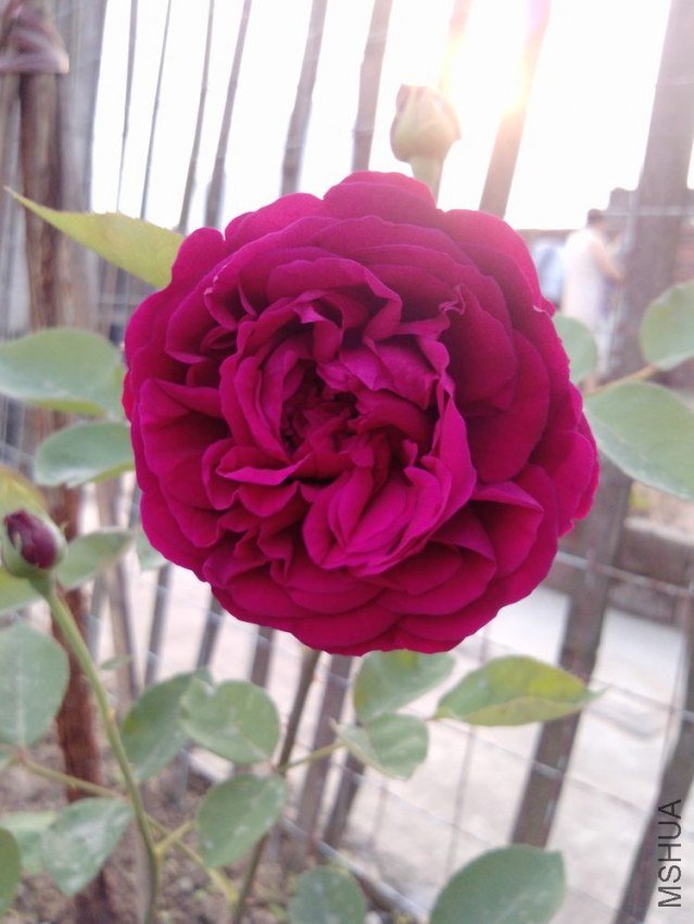 P0711_29-04-12.jpg