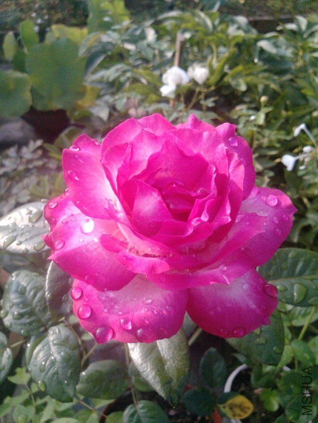 P0802_27-07-12.jpg