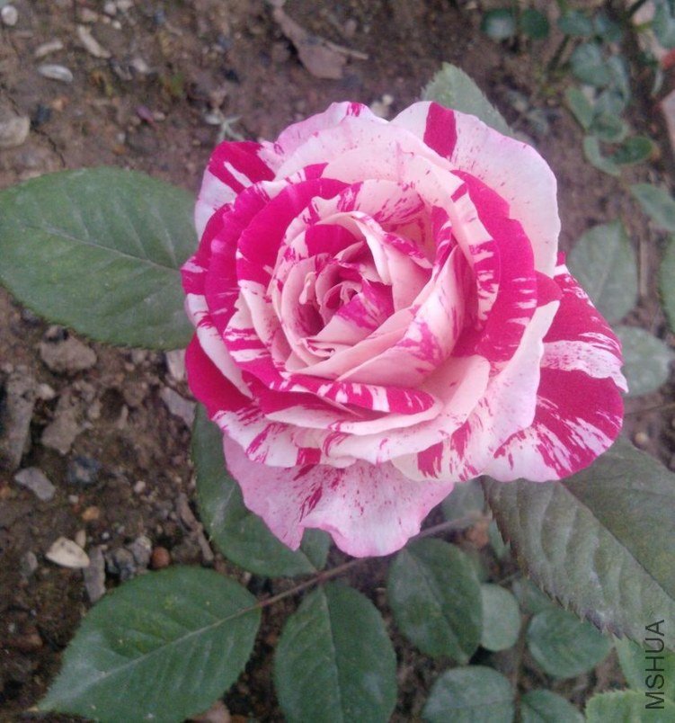 P0810[01]_26-04-12.jpg