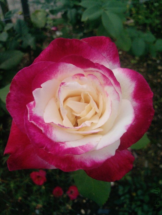 P0821_26-07-12.jpg