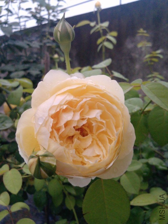 P1134_17-06-12.jpg