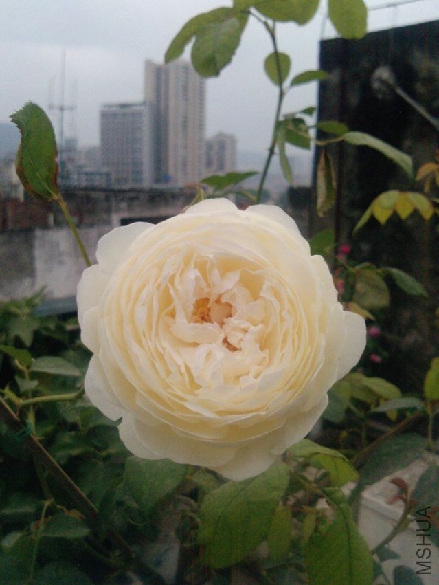 P1304_30-04-12.jpg