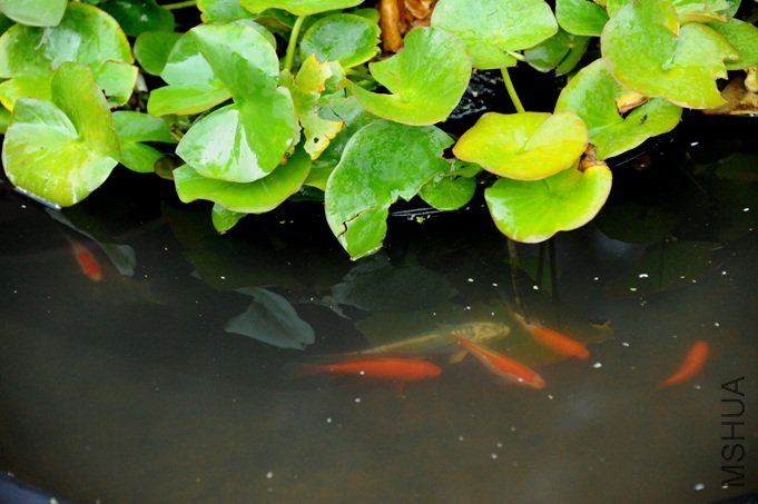 DSC_5337-SSS.jpg