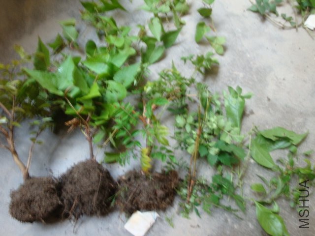 DSC04283.JPG