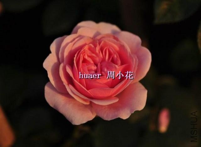 T2bCSyXh0bXXXXXXXX_!!10511409.jpg