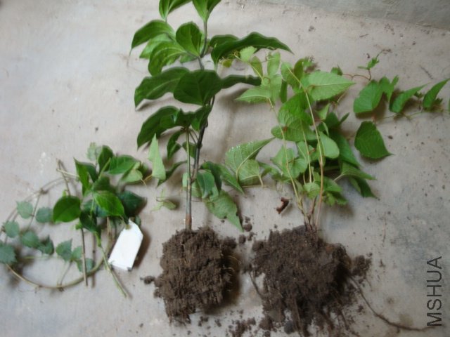 DSC04282.JPG