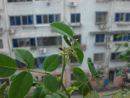 CIMG9453.JPG