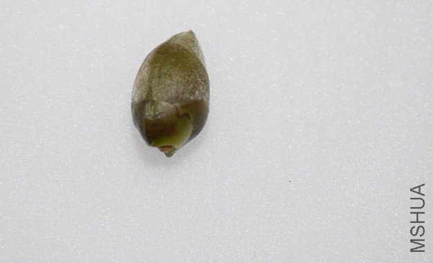 ǿ��ժ�µĻ�����˵ʵ�����ҵ�С���໹������̫�����ˣ�