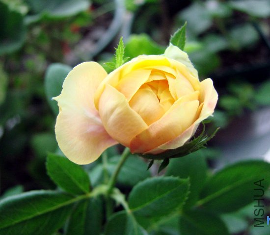 DSC05975.JPG