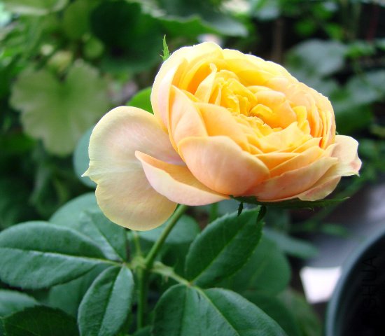 DSC06092.JPG