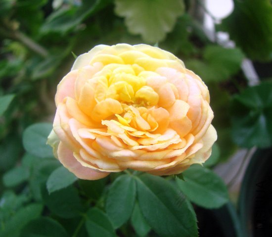 DSC06189.JPG