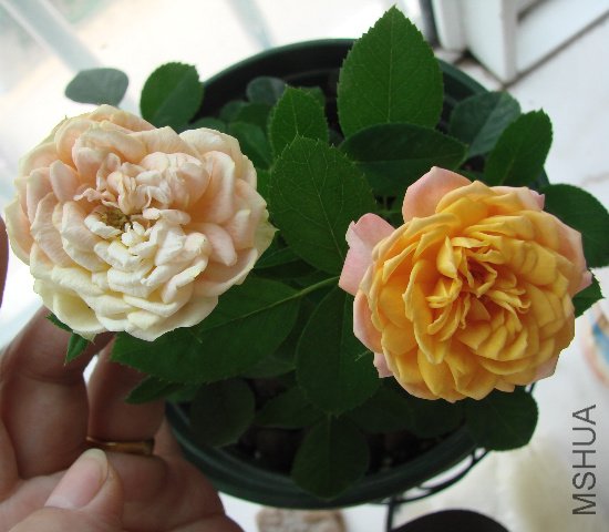 DSC06550.JPG