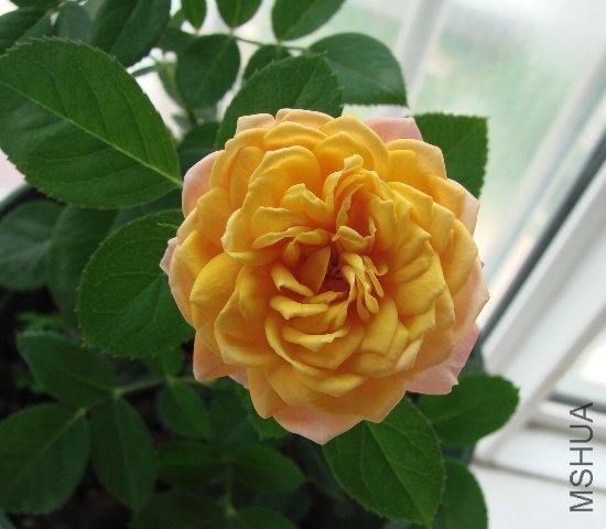 DSC06552.JPG