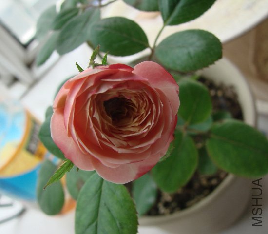 DSC06584.JPG