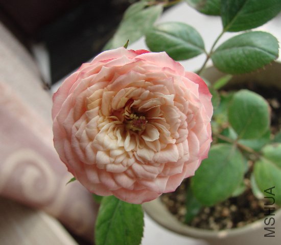 DSC06654.JPG