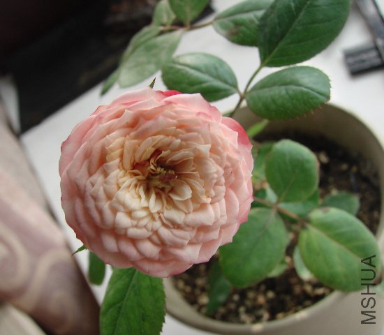 DSC06655.JPG