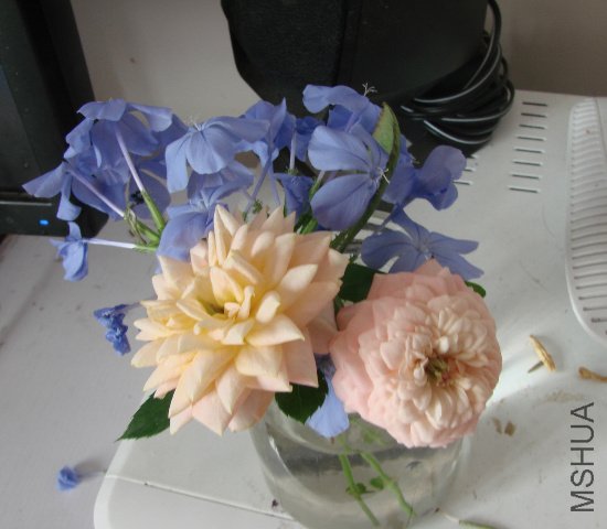 DSC06731.JPG