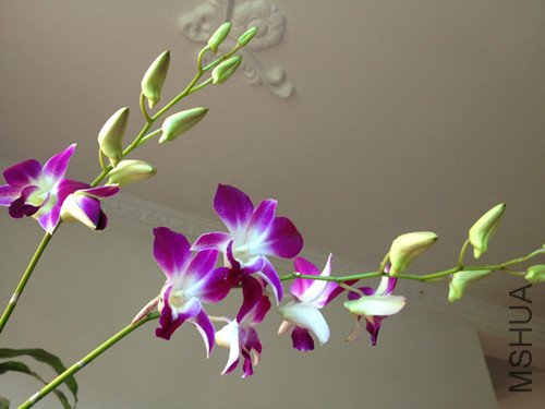 IMG_0550_8.jpg