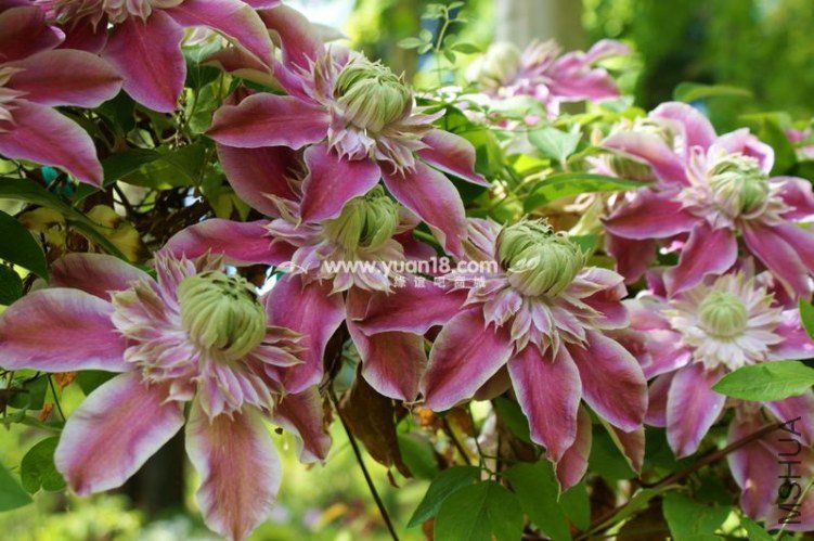Clematis Josephine -1.jpg
