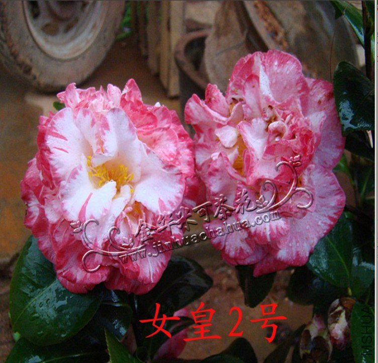 Ů��2��ˮӡ.jpg