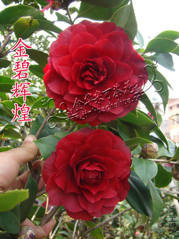 ��̻Ի�ˮӡ.jpg