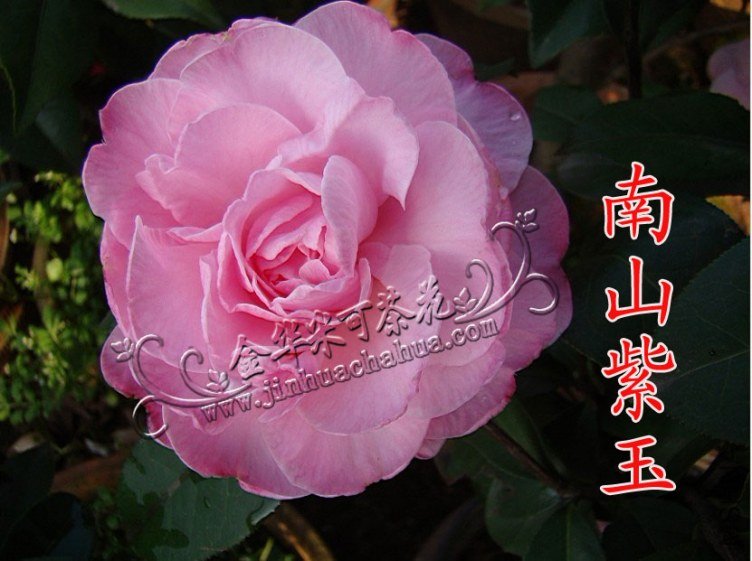 ��ɽ����ˮӡ.jpg