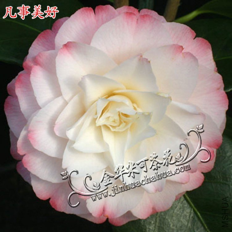 3��������(Something-Beautif.jpg