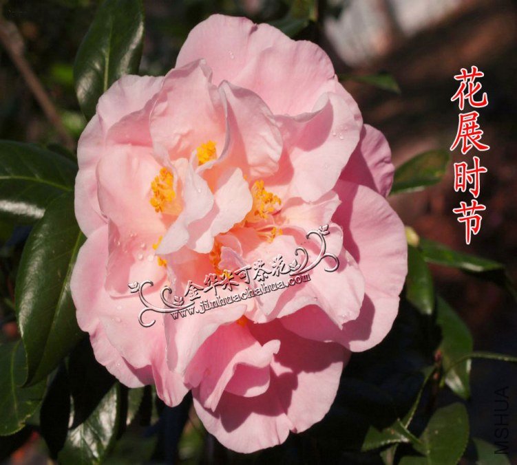 38-��չʱ��ˮӡ.jpg