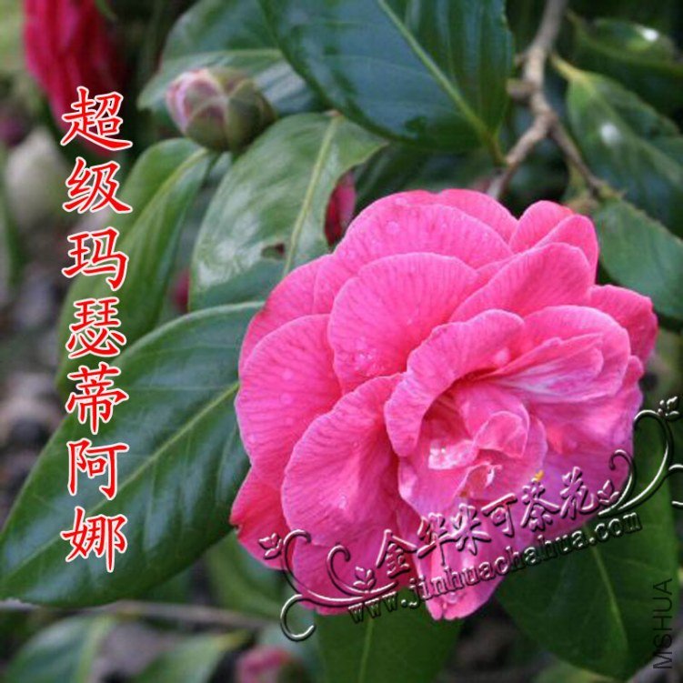 128-������ɪ�ٰ���ˮӡ.jpg