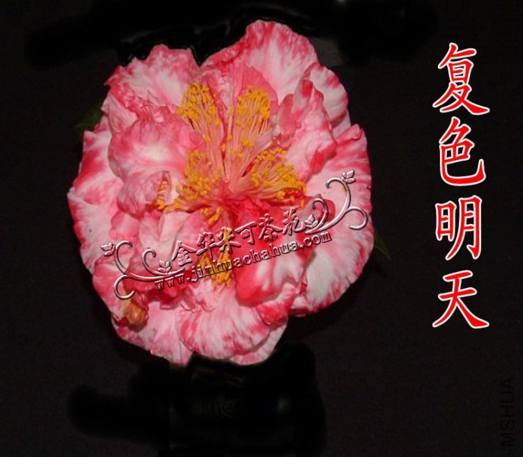 191-��ɫ����ˮӡ.jpg