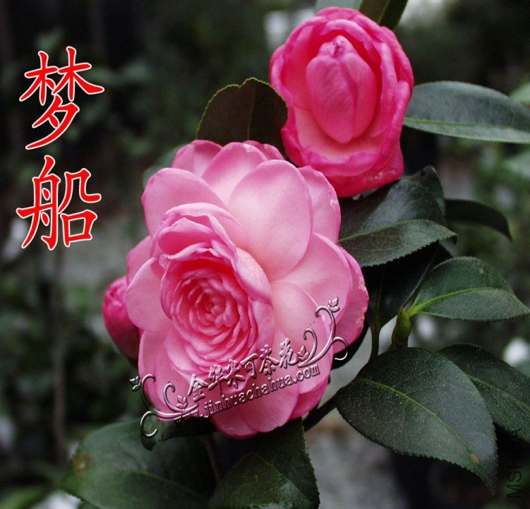 269-�δ���Dream-Boat��-10ˮ.jpg