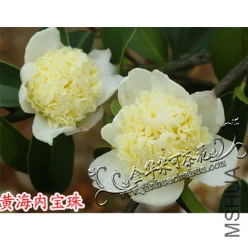�ƺ��ڱ���ˮӡ.jpg
