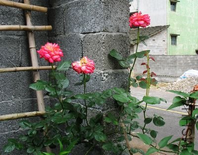 IMG_5783.JPG
