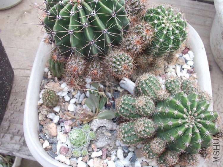 DSCF0139.jpg