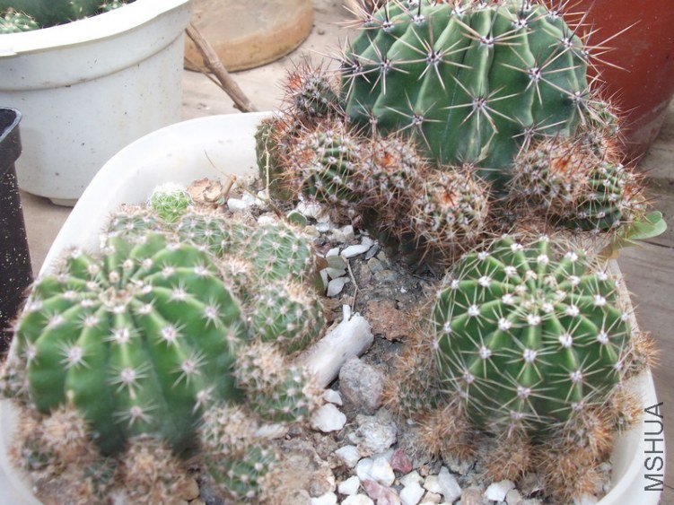 DSCF0140.jpg
