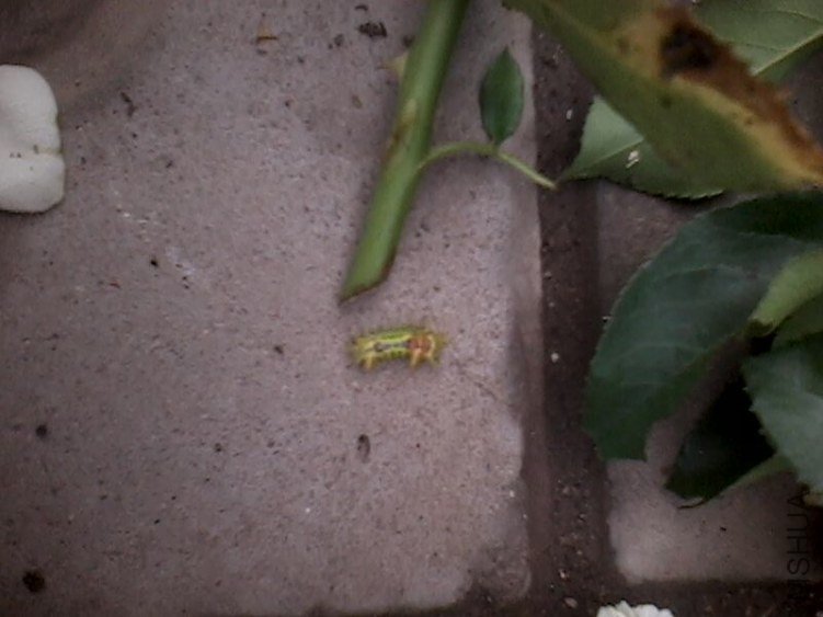 IMG0189A.jpg